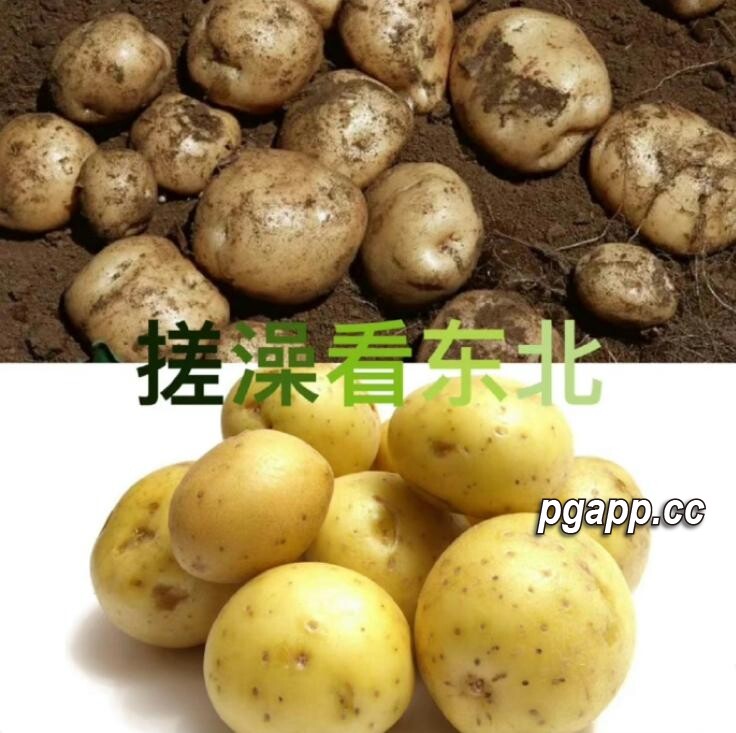 PG电子模拟器